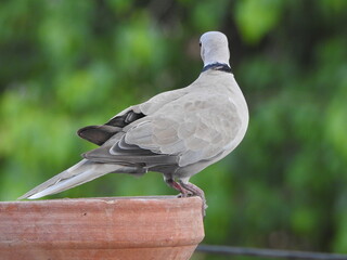 A very cute and little pigeon or modi bird from India.