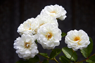 Naklejka na ściany i meble beautiful blooming white flowers summer in the park