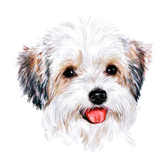 Watercolor illustration of a funny dog. Hand made character. Portrait cute dog isolated on white background. Watercolor hand-drawn illustration. Popular breed dog. White fluffy  dog