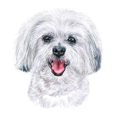 Watercolor illustration of a funny dog. Hand made character. Portrait cute dog isolated on white background. Watercolor hand-drawn illustration. Popular breed dog. White fluffy  dog