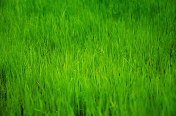 Light green young grass background texture