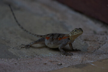 Fototapeta premium Common agama red headed rock agama or rainbow agama a lizard family Agamidae female Amboseli Kenya