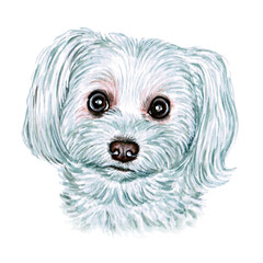 Watercolor illustration of a funny dog. Hand made character. Portrait cute dog isolated on white background. Watercolor hand-drawn illustration. Popular breed dog. White fluffy dog
