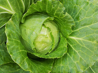 Cabbage in the garden top view. Farm products and natural food for healthy nutrition.