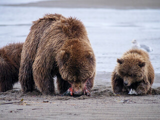 Coastal brown bear, also known as Grizzly Bear (Ursus Arctos) female and cubs silver salmon or coho salmon (Oncorhynchus kisutch). South Central Alaska. United States of America (USA).