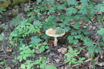 
Amanita mushroom gray-pink growing in a summer forest