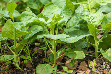 Fototapeta premium Kale in a field grown naturally