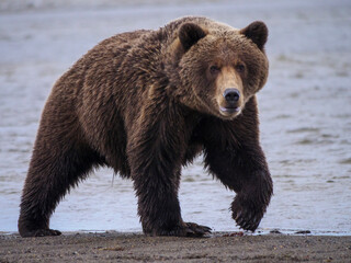 Obraz na płótnie Canvas Coastal brown bear, also known as Grizzly Bear (Ursus Arctos). South Central Alaska. United States of America (USA).