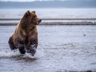 Coastal brown bear, also known as Grizzly Bear (Ursus Arctos) chasing silver salmon or coho salmon (Oncorhynchus kisutch). Cook Inlet. South Central Alaska. United States of America (USA).