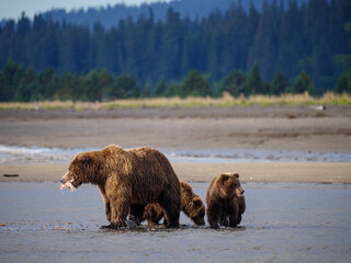 Coastal brown bear, also known as Grizzly Bear (Ursus Arctos) female and cubs feeding on a silver salmon or coho salmon (Oncorhynchus kisutch). South Central Alaska. United States of America (USA).