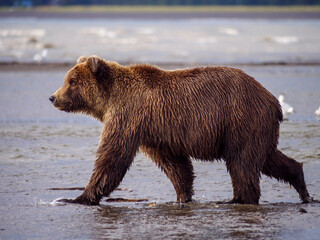 Coastal brown bear, also known as Grizzly Bear (Ursus Arctos). South Central Alaska. United States...