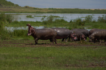 Hippo Hippopotamus amphibious Africa Safari Portrait Water mouth wide open
