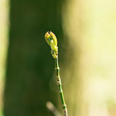 close up of willow buds in spring