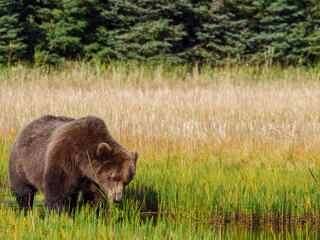 Coastal brown bear, also known as Grizzly Bear (Ursus Arctos) feeding on grass. South Central Alaska. United States of America (USA).