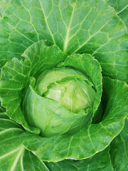 Fototapeta premium Cabbage in the garden top view. Farm products and natural food for healthy nutrition.
