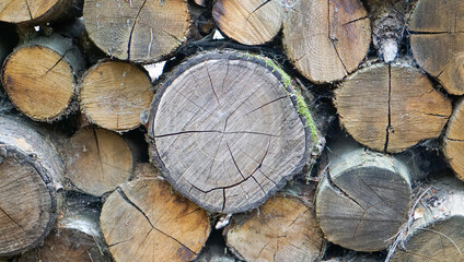 Naklejka premium Buches de bois