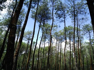 trees in the forest