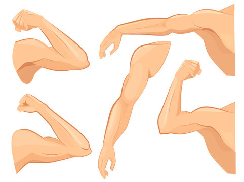 Muscle hands. Male power body muscles strong biceps vector cartoon sport illustrations. Strong power arm, hand and shoulder strongman