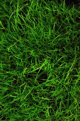 Green grass texture from above grass background.
