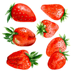 Hand drawn watercolor painting strawberry on white background. vector