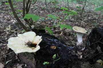 Mushrooms grow on a stump in a summer forest