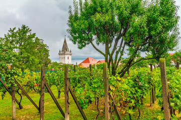 Fototapeta na wymiar Vineyard with a church tower, wine village Pavlov in the south of Moravia, Czech Republic, Europe.