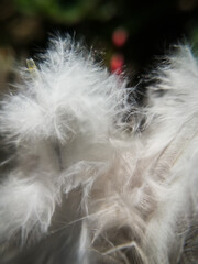 close up of bird feather. Macro photography