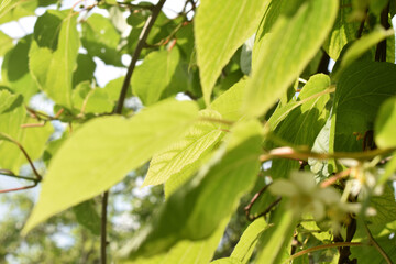 green leaves on a tree