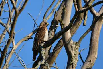 Red Tail Hawk sits perched in a dead tree