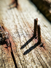 rusty nails on an old wooden plank. Macro photography of nature. 