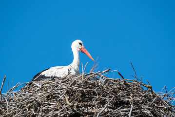 Storch im Nest