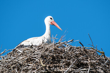 Storch im Nest