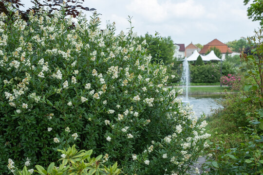 Ligustrum vulgare 'Atrovirens' in voller Bl&uuml;te