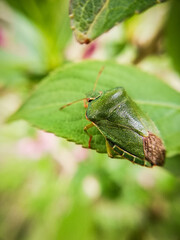 green bug on a leaf. Macro photography of nature. 