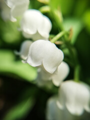 close up of white flowers. Lily of the valley. Macro photography of nature. 