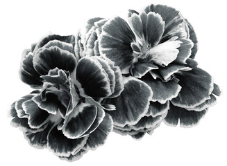 flower carnations white-black  isolated on a white background. No shadows with clipping path. Close-up. Nature.