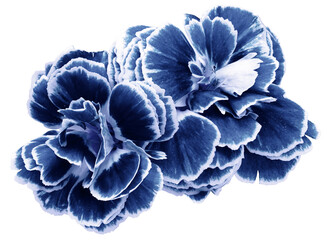 flower carnations white-blue  isolated on a white background. No shadows with clipping path. Close-up. Nature.