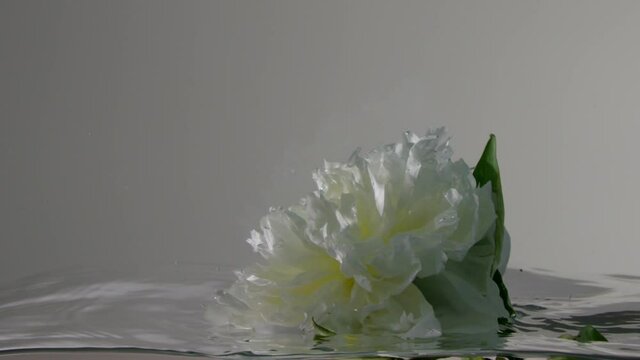 white peony mowes in slow motion under water. White flower blooming under water