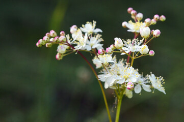 Dropwort Summer Flower Close Up