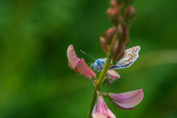 A beautiful butterfly sits on a flower. Photographed close-up.