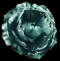 Obraz premium tulip flower turquoise. isolated on the black background. No shadows with clipping path. Close-up. Nature.