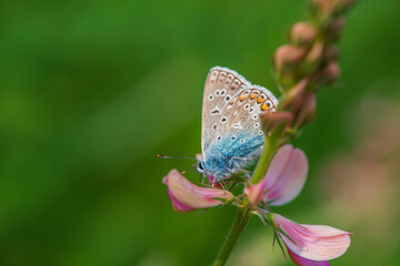 A beautiful butterfly sits on a flower. Photographed close-up.