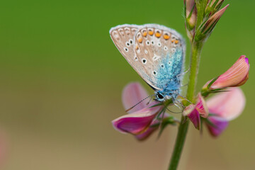 A beautiful butterfly sits on a flower. Photographed close-up.