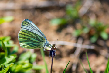 A beautiful butterfly sits on a flower. Photographed close-up.