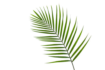 leaves of coconut palm tree isolated on white background with clipping path for design elements, tropical leaf, summer background