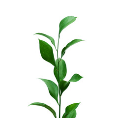 tropical leaf isolated on white background, fresh green leaves