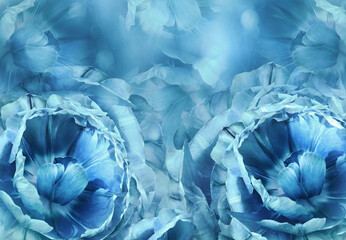 Fototapeta premium Floral turquoise background. A bouquet of pink-white tulips flowers. Close-up. floral collage. Flower composition. Nature.