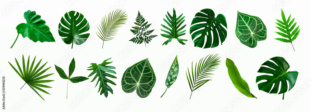 Fototapete set of green monstera palm and tropical plant leaf isolated on white background for design elements, Flat lay