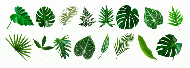 set of green monstera palm and tropical plant leaf isolated on white background for design elements, Flat lay - Powered by Adobe
