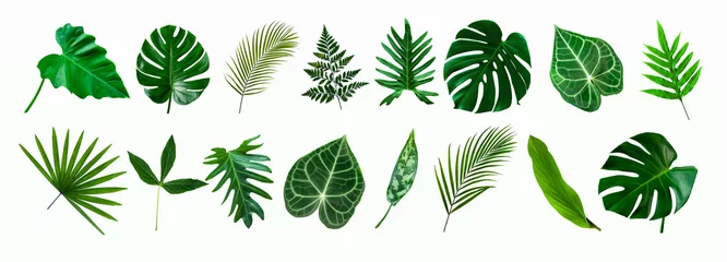 Zelfklevend Fotobehang set van groene monstera palm en tropische plant blad geïsoleerd op een witte achtergrond voor ontwerpelementen, plat lag © Nabodin